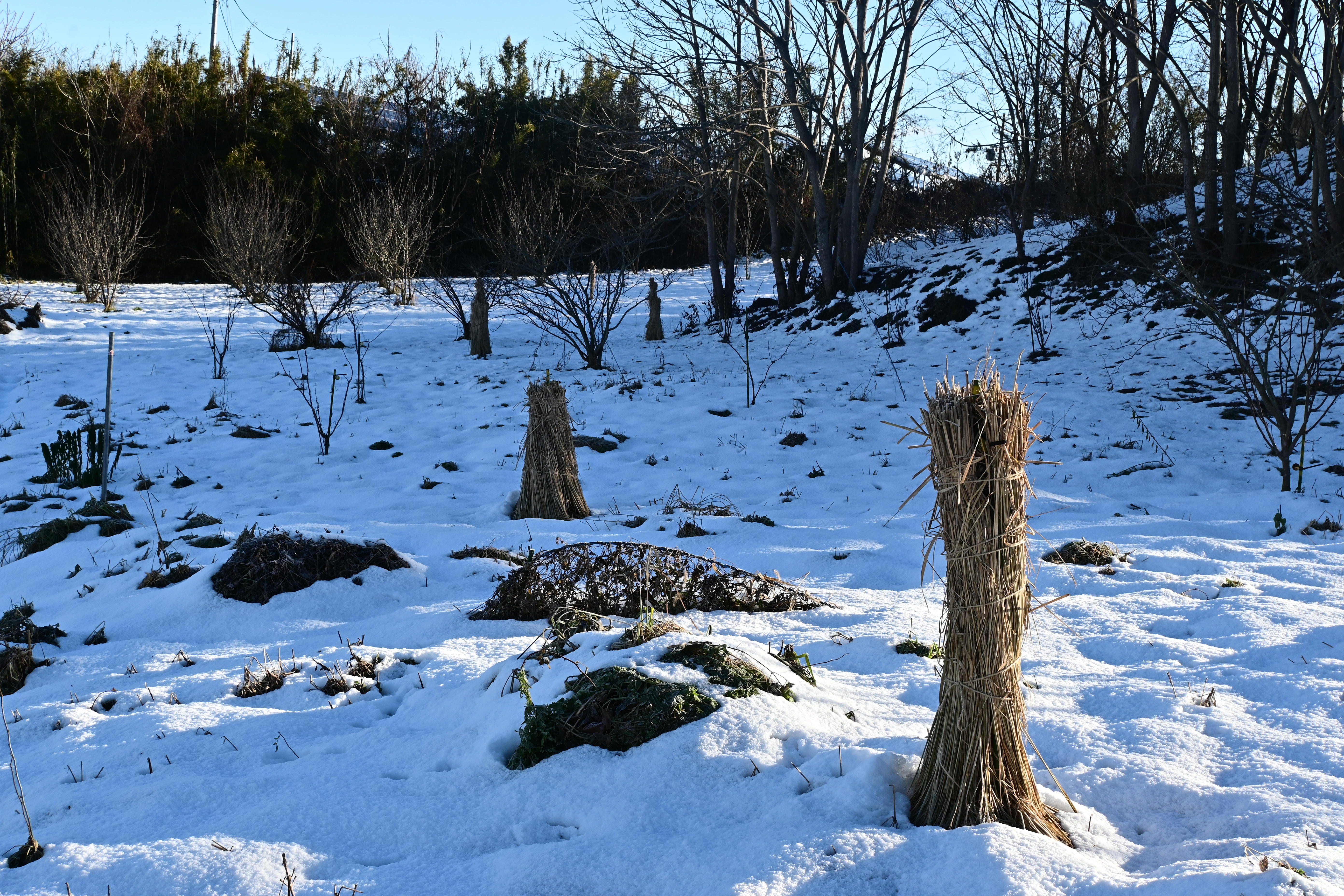 雪囲い.JPG